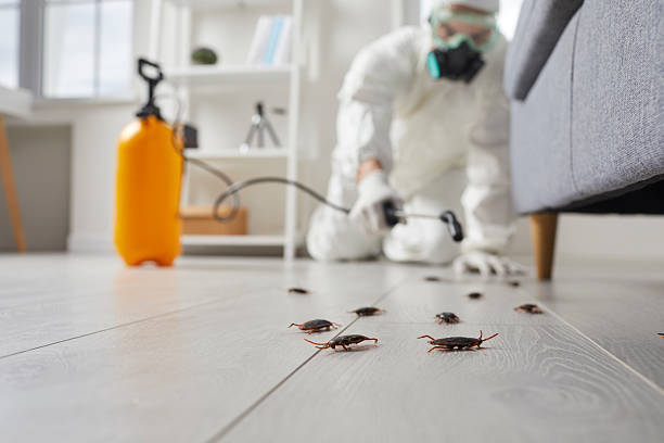 Post-Treatment Bed Bug Interceptor Monitoring in Larksville